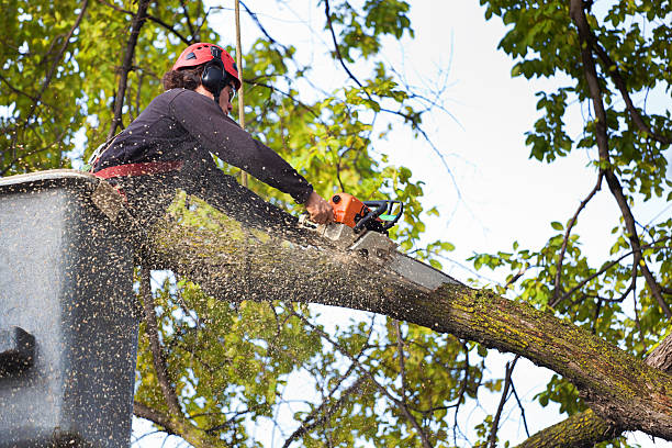 Best Tree Root Removal  in Horace, ND